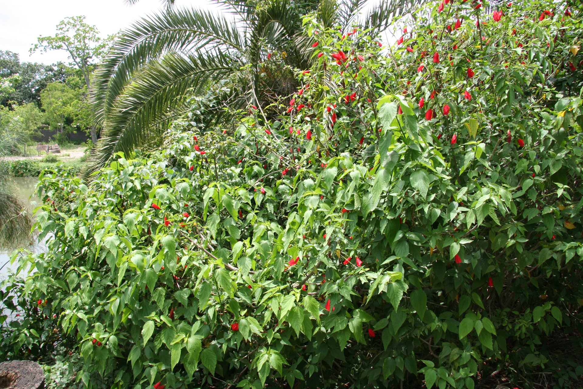 blühender Schlaf-Hibiskus/blooming Turk's cap hibiscus